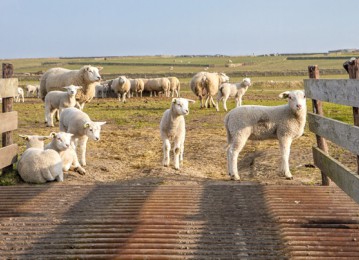 Sheep Farm Texel